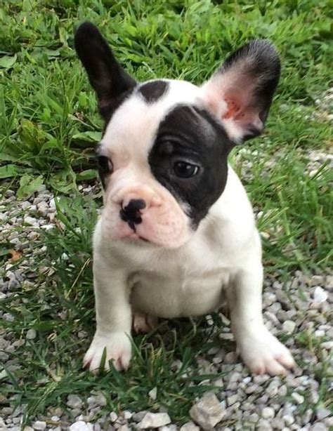 Check out our puppy we, at austin french bulldogs, pride ourselves on keeping great relationships with our clients after they take home their new french bulldog puppy. French Bulldog Puppies For Sale | McKinney, TX #148822