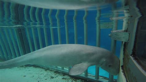 5 Things You Need To Know About Beluga Whales At Marineland Canada