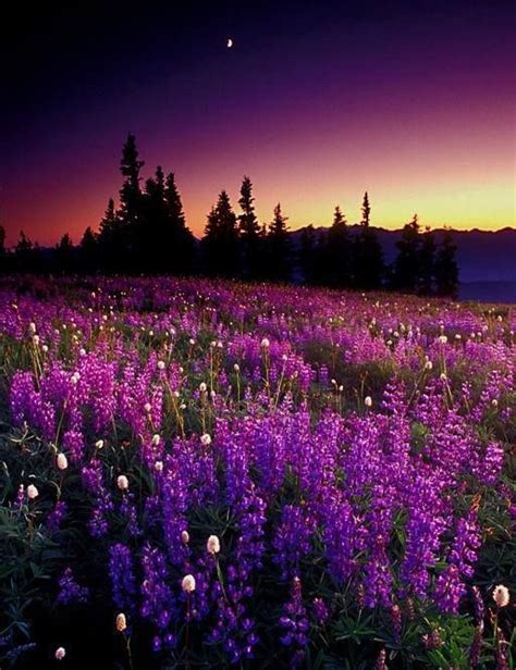Purple Skies Over A Purple Field Beautiful Landscapes Beautiful