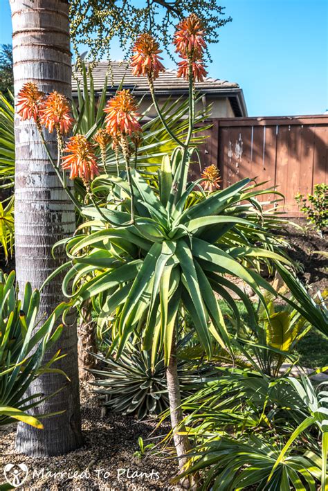 Most perennial plants flower for two to four weeks, but the longest flowering perennials, like coneflowers and catmint, measure their flowering. High winter rainfall has made for a great Aloe blooming season