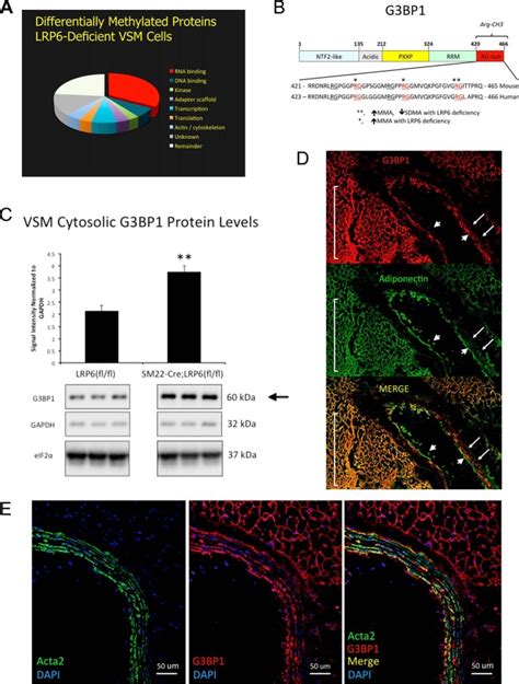 A Gtpase Activating Protein Binding Protein G3bp1antiviral Protein
