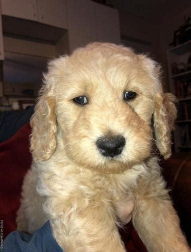 He is almost all black but has a white toe and mixed pads which means he will probably change colors all puppies have been reserved for this litter. Doubledoodle/golden doodle puppies for Sale in Inverness ...