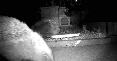 Real Life Sonic The Hedgehog Caught On Garden Wildlife Camera