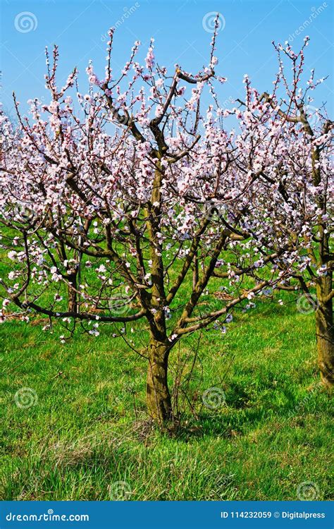 Apricot Tree In Bloom Stock Image Image Of Tree Austria 114232059