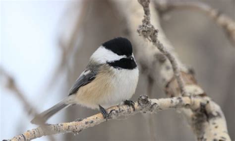 The Official Bird Of Calgary Is The Black Capped Chickadee Yukon Weekly