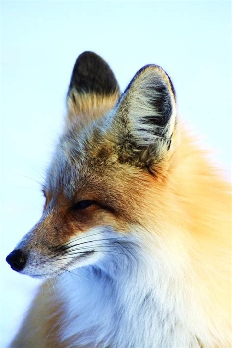 Items Similar To Fox Gazing Into The Distance On Etsy Animals
