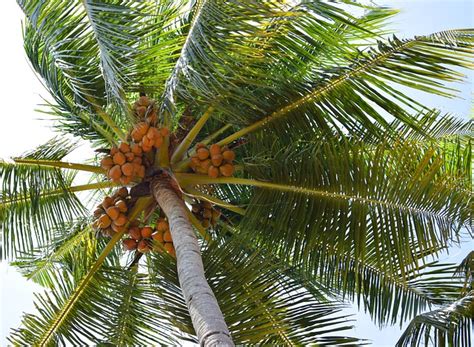 Coconut Tree Nature Free Photo On Pixabay
