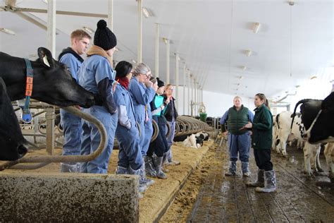 U Of Gs World Renowned Dairy Cattle Welfare Program Virtual This Year