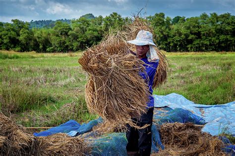 Harvesting Rice By Hand All Wallapers