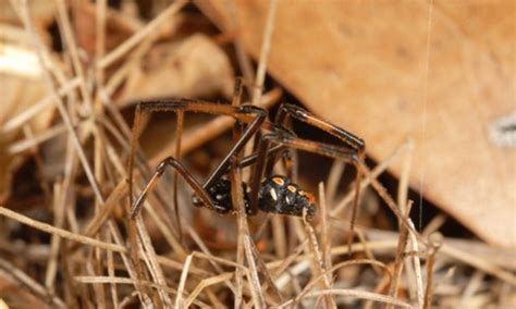 What is a black widow spider? Southern black widow