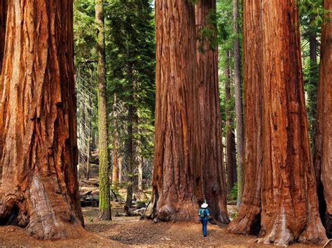 The trees in this redwood grove are approximately 65 years old. Giant Sequoia Tree Facts, Distribution, Growth Rate, Pictures