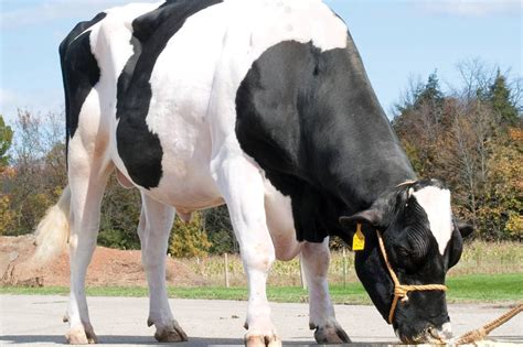 All life on earth has one language in common: Farmers Say Goodbye to the Legendary Bull Who Sired ...