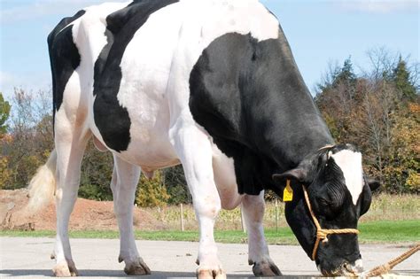 The first sign that something may be wrong with your fr. Farmers Say Goodbye to the Legendary Bull Who Sired ...