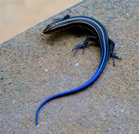 Black Salamander Artofit