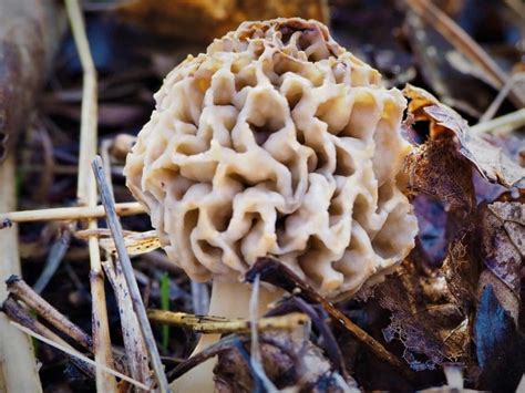 Morel Mushroom Report May 4, 2018 | Mushroom Hunting, Morels