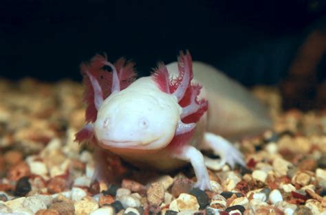 13 Axolotl Colors From Natural Hues To Multi Colored Morphs Animal