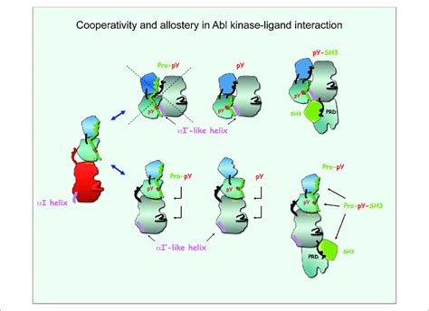 Cooperativity And Allostery In Abl Kinase Ligand Interactions