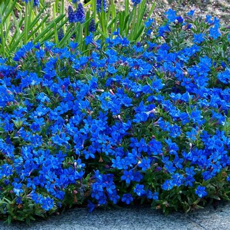 Blue Flowers Are Growing In The Middle Of A Garden