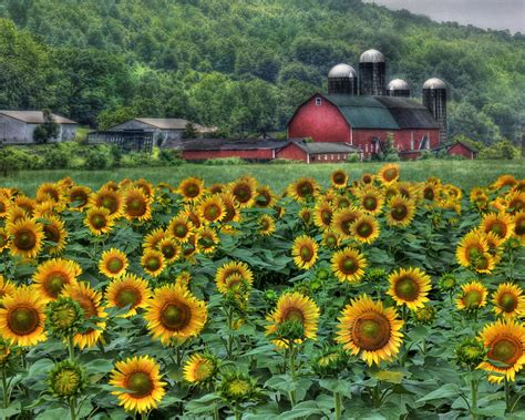 Sunflower Farm Photograph By Lori Deiter