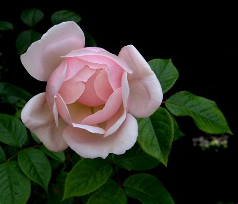 Free Images Blossom Flower Petal Flora Valentine Pink Rose