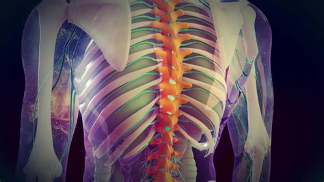A fatty tissue called myelin protects these nerve fibers. Understanding Transverse Myelitis | Medika Life : Patient ...