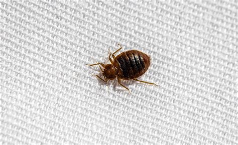 Close Up Of A Bed Bug On A Mattress Bed Bugs Bed Bug