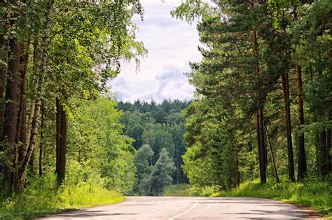 Imagen Gratis Madera árbol Naturaleza Camino De Hoja Paisaje