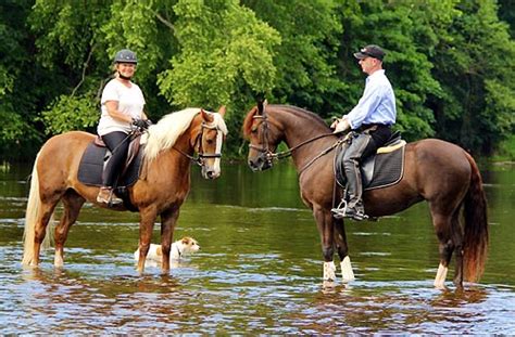 Horses come from broker lots, auctions, neglect and abuse situations, and owner surrender. GabCreek Farm: Foundation Morgan Horses. Home of PKR ...