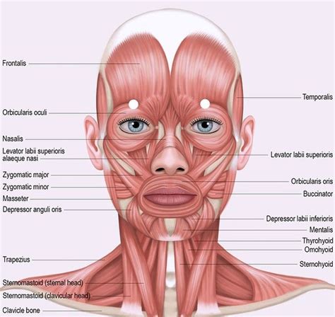 Our Facial Muscles And Their Functions Artofit
