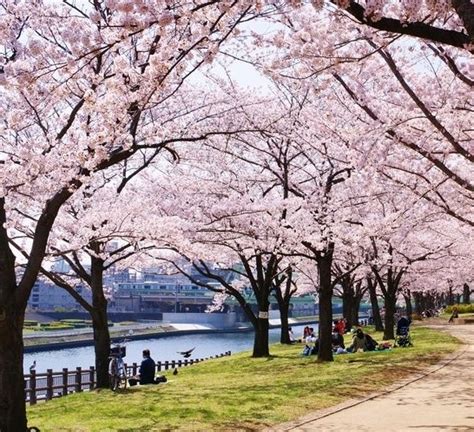 Media tanam lalu ditaruh di tempat yang redup dan sejuk. Cara Menanam Bunga Sakura dari Biji - BibitBunga.com