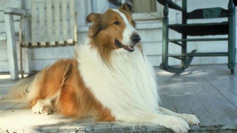 Lassie 1994 • Cały Film • Online • Gdzie Obejrzeć Filmsetpl