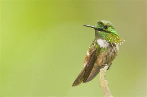 The Festive Coquette Hummingbird Lophornis Chalybeus Male Together