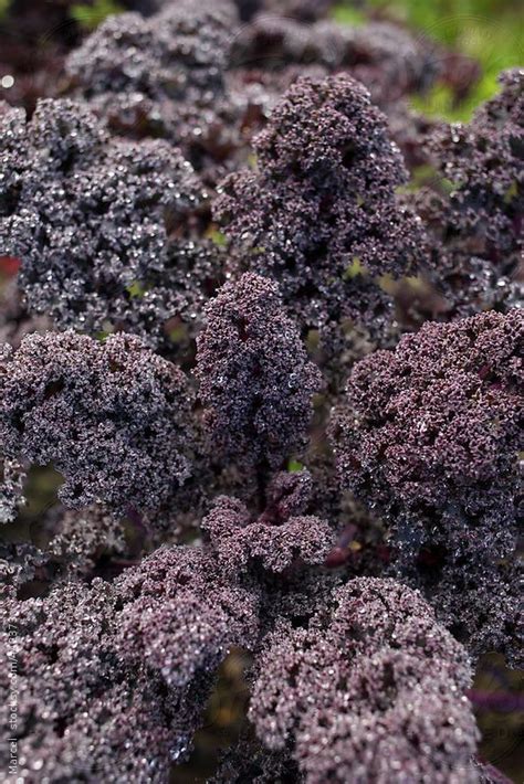 The neat thing about growing purple hull peas is that they are an excellent choice for late summer planting. Purple kale growing in a vegetable garden at the end of ...