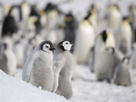 Antarctica Antarctica Emperor Penguin Penguins