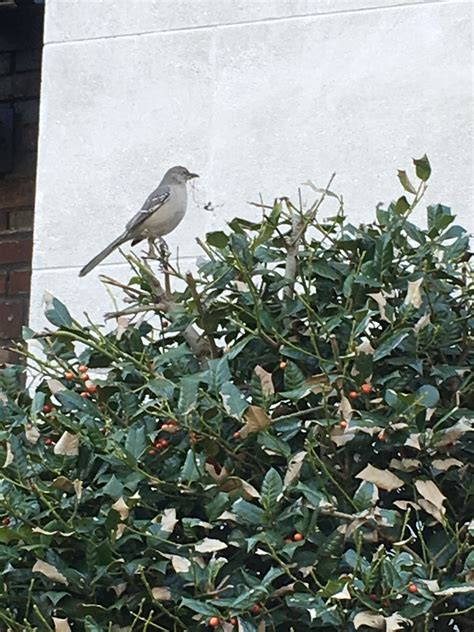 Nightingale Building Its Nest In A Holly Bush In Front Of Our Building