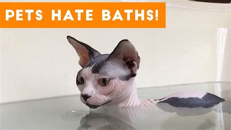 Funniest Pets Hate Taking Baths Home Videos Of 2017 Compilation Funny Pet Videos Youtube
