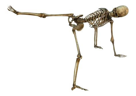 Human Skeleton — Stock Photo © Photosvac 57390559