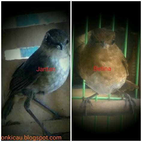 Home » burung lainya » perbedaan burung ciblek jantan dan betina. Ciri-ciri perbedaan burung Jongkangan jantan dan betina ...