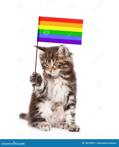 Maine Coon Cat Holding Rainbow Color Flag Symbolizing Gay Rights