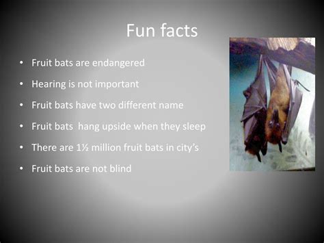 Ppt Fruit Bats Powerpoint Presentation Free Download Id2836833