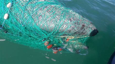 Muere Ballena En Baja California Atrapada En Una Red De Pesca Animal
