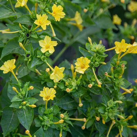 It grows to approximately 0.9 m in height. Four O' Clock Seed - Mirabilis Jalapa Yellow Flower Seeds