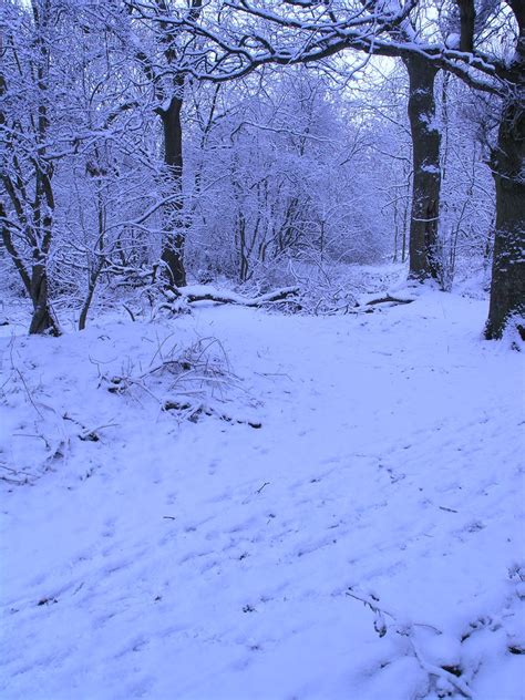 Snowy Fields Forests 43 By Dark Dragon Stock On Deviantart