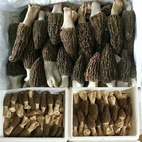 Dried Fresh Morel Cultivate Mushroom Price / Morchella Esculenta For ...