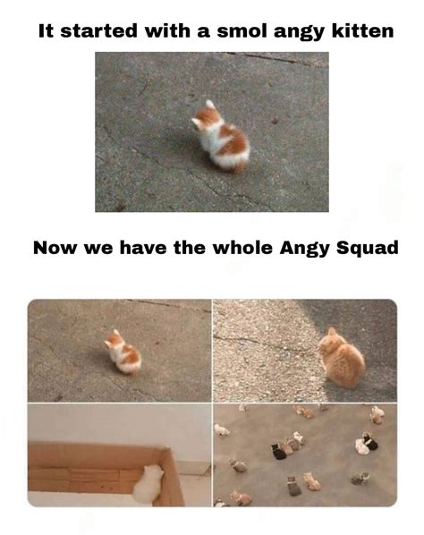 Angry Kitten Squad Masters Of Anger Rbossfight