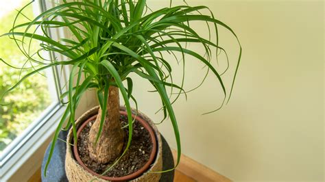 How To Grow And Take Care Of A Ponytail Palm