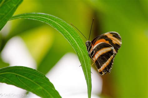 Wallpaper 1600x1060 Px Butterfly Close Insects Macro Nature Up