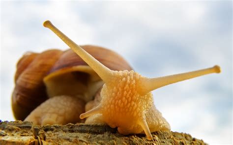 Snail Full Hd Wallpaper And Background Image 1920x1200 Id330069