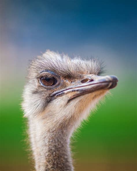 Portrait Of A Ostrich Close Up Stock Photo Image Of Portrait