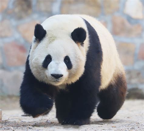 Giant Panda Meng Lan At Beijing Zoo In 2019 Wild Panda Panda Bear